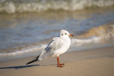 Karabaş martı Baltık Denizi'nin bir plajda