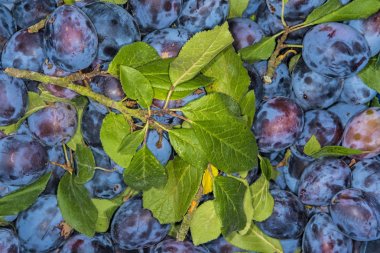 Lezzetli olgun Erik atış kapatın