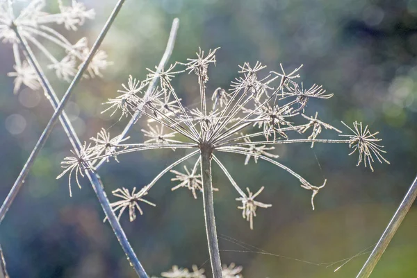 Angélica Sylvestris Planta Medicinal Semillas Luz Trasera — Foto de Stock