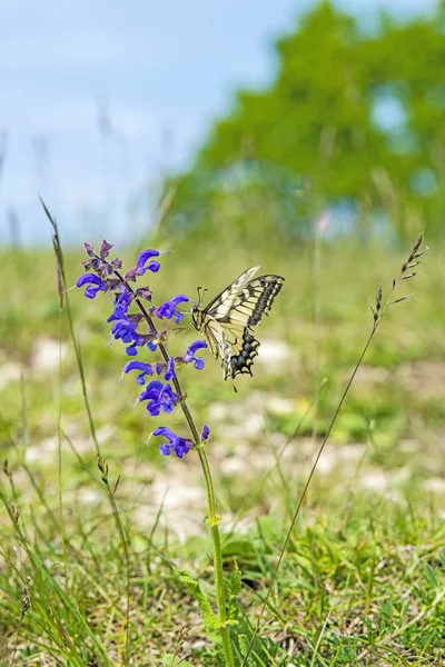 Krásný Otakárek Butterfly Hřišti Slunečný Den — Stock fotografie