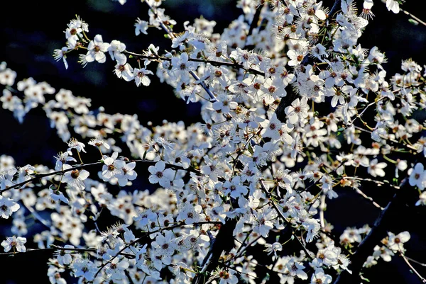 Blackthorn Blossom Prunus Spinosus — Stock Photo, Image