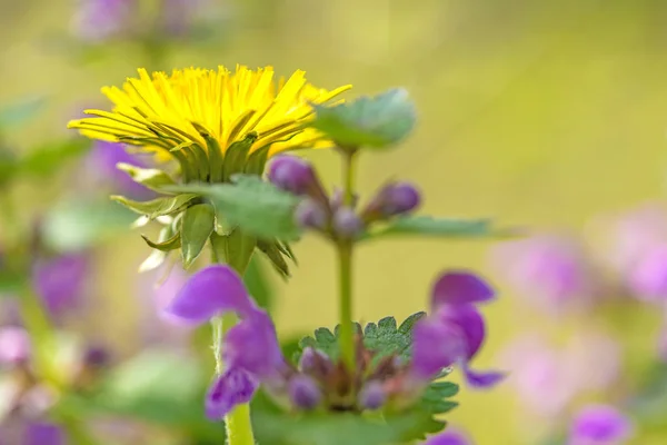 紫の花と黄色のタンポポの草原 — ストック写真