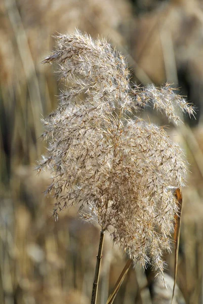 Reed Backlight Tiro Cerca — Foto de Stock