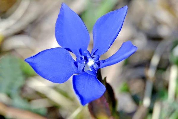 Vackra Blå Gentiana Blomma Våren Äng — Stockfoto