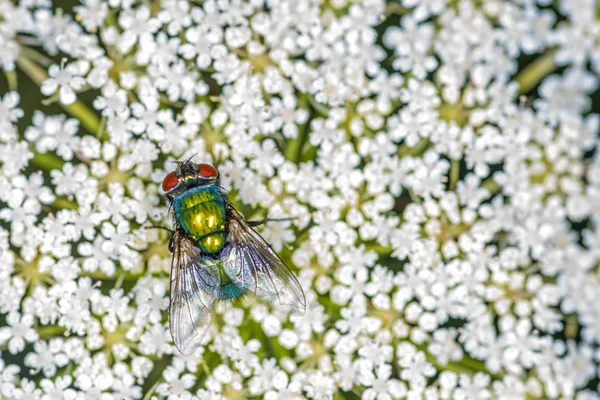Fly Lucilia Caesar Wild Carrot Flowers — Stock Photo, Image
