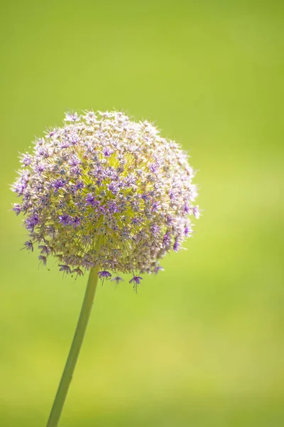 Primer Plano Hermosa Flor Color — Foto de Stock