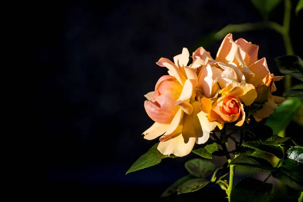 Close Van Mooie Verse Gele Rose Bloemen Achtergrond — Stockfoto