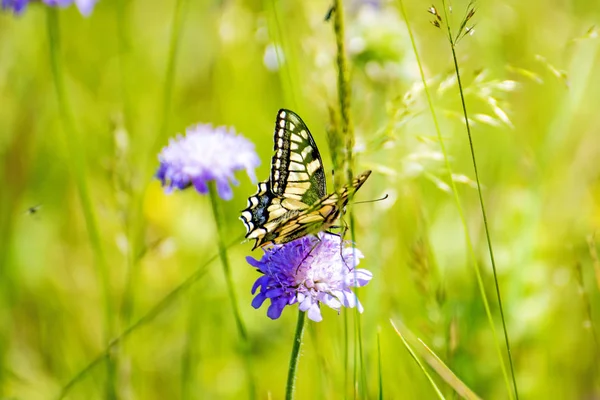 Krásný Otakárek Butterfly Hřišti Slunečný Den — Stock fotografie