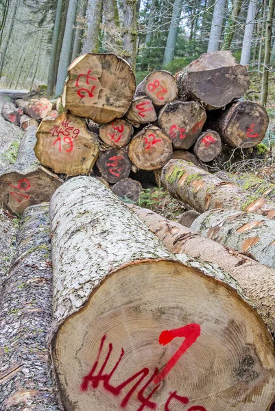 Árvores Cortadas Floresta Close Tiro — Fotografia de Stock