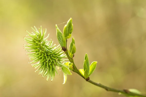 Willow Blossom Primer Plano Disparo —  Fotos de Stock