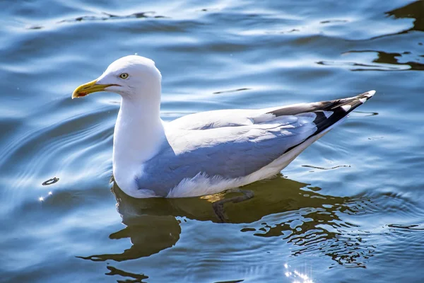 Gros Plan Goéland Argenté Européen Eau Mer Bleue — Photo