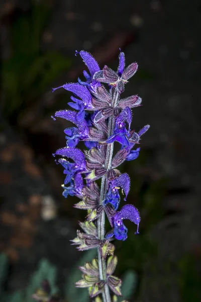 暗い背景にサンザシの果実の花のクローズ アップ写真 — ストック写真