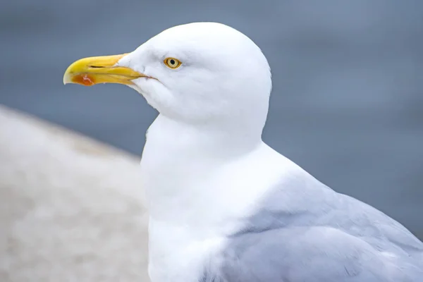 Close Gaivota Europeia Arenque Fundo Mar — Fotografia de Stock