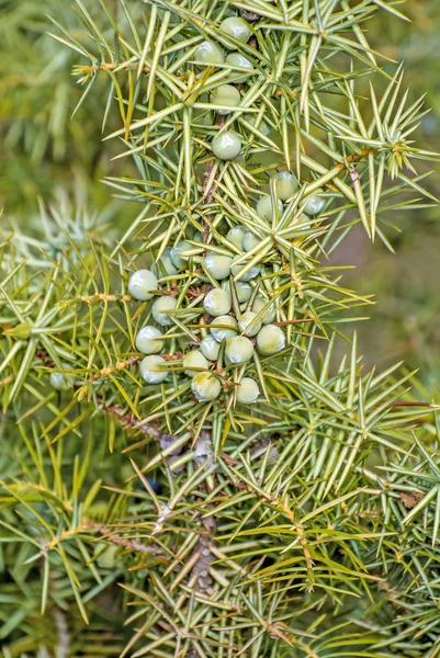 Wacholderbeeren Aus Nächster Nähe — Stockfoto