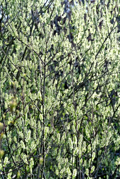 Giovane Morbido Verde Primavera Primo Piano Colpo — Foto Stock