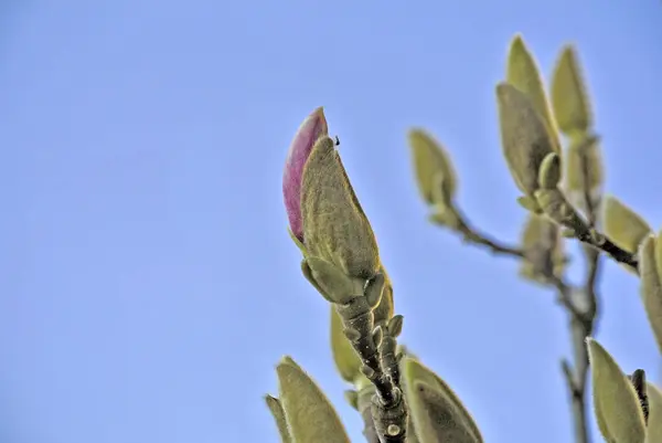 Magnolia Bourgeons Peu Temps Avant Floraison — Photo