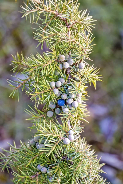 Wacholderbeeren Aus Nächster Nähe — Stockfoto