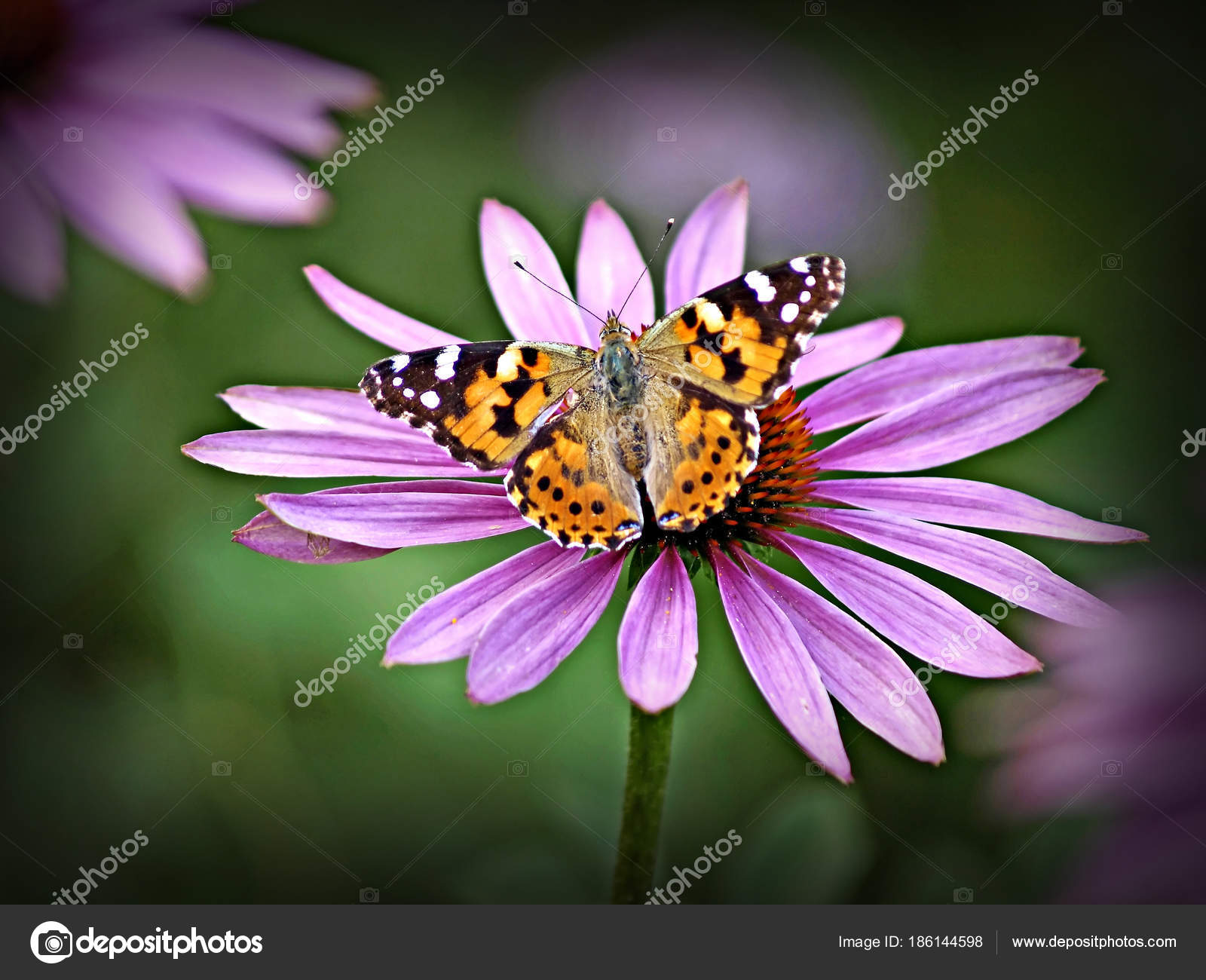 La imagen de la mariposa y las flores — Foto de stock © CHROMORANGE