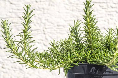 yakın çekim yeşil taze biberiye bitkisel