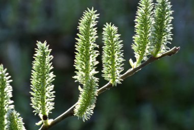 Genç yumuşak yeşil bahar yakın atış