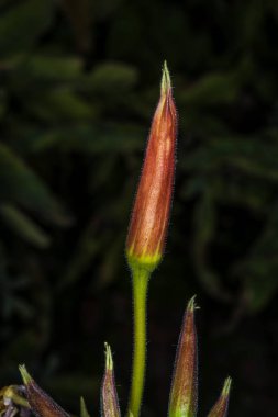 Evening Primrose siyah arka plan üzerine