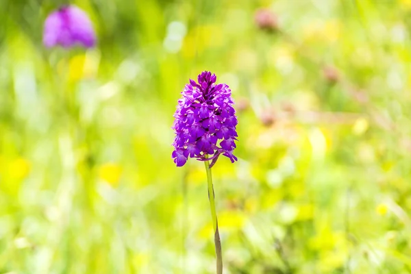 Közeli Virágzó Gyönyörű Orchidea Virágok Szabadban — Stock Fotó
