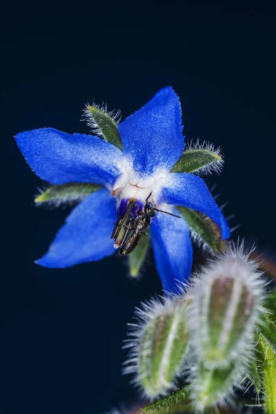 花のある花の背景 — ストック写真