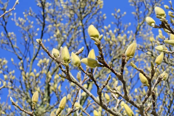 Magnolia Buds Blooming — Stock Photo, Image