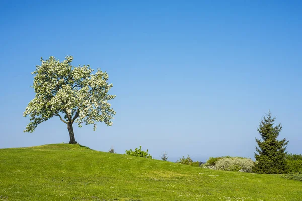 Árvore Maçã Florescendo Com Céu Azul — Fotografia de Stock