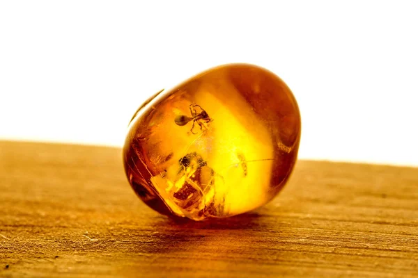 Amber Embedded Insect Close Shot — Stock Photo, Image