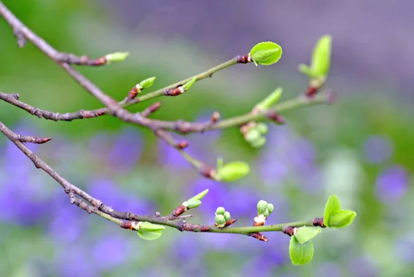 Bourgeons Arbre Printemps Gros Plan — Photo