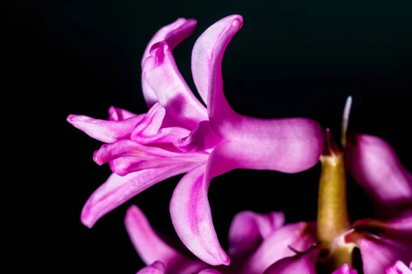 Hyacinthus Bloemen Close Shot — Stockfoto