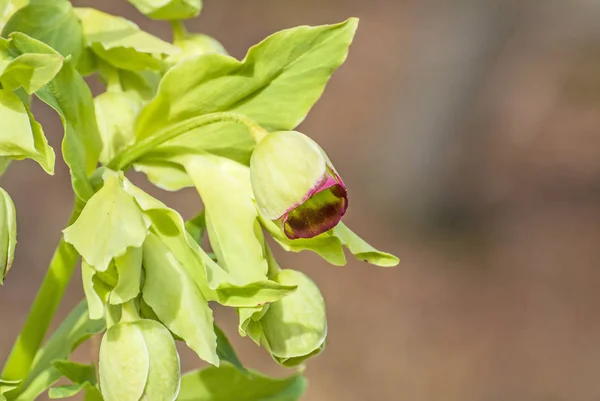 Ours Pied Helleborus Foetidus — Photo