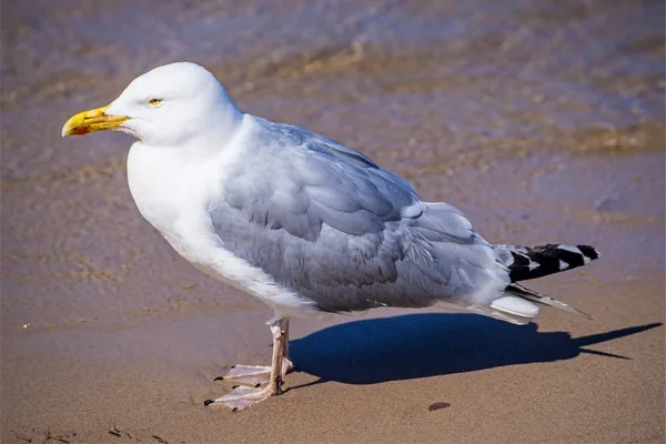 Close European Herring Gull Sea Coast — Stock Photo, Image