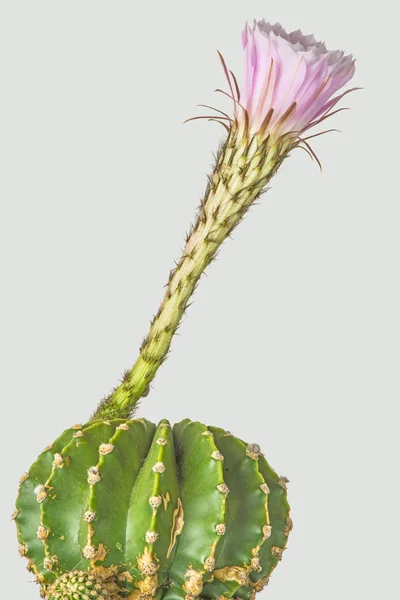 Kwitnący Kaktus Eyriesii Echinopsis Jasnym Tle — Zdjęcie stockowe