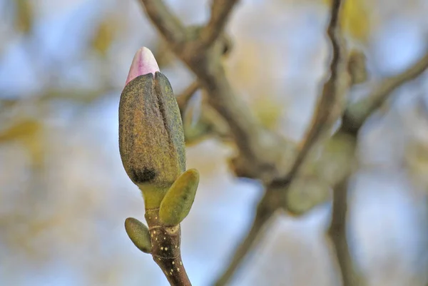 Magnolia Brota Poco Antes Florecer —  Fotos de Stock