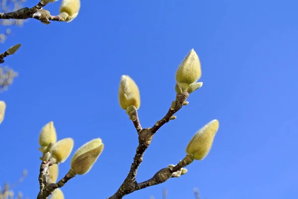 Brotes Magnolia Antes Florecer —  Fotos de Stock