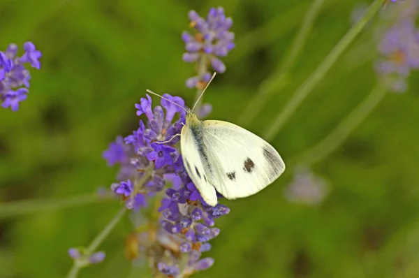 Kool Vlinder Lavendel Bloem — Stockfoto