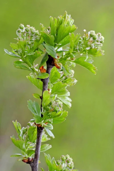 Gemme Albero Primavera Close Shot — Foto Stock