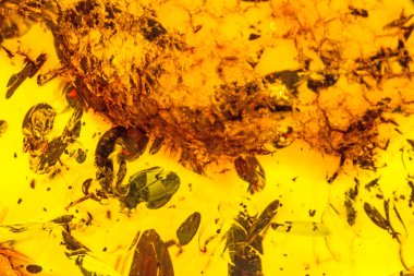 Fosilleşmiş Baltık amber içinde böcekler ile