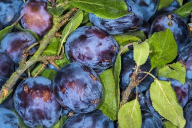 Lezzetli olgun Erik atış kapatın