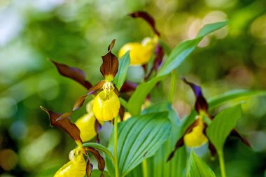 Renk çiçek atış kapatın