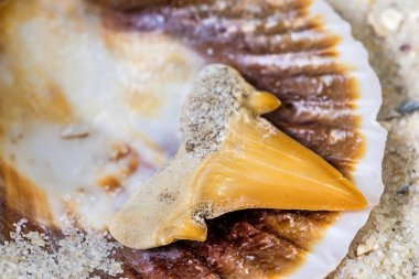 Köpekbalığı dişi yakın atış