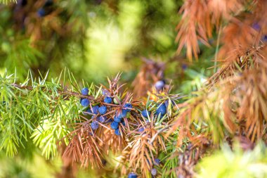 Ardıç meyveleri atış kapatın