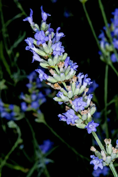 Lavendel Blossom Nära Upp Skott — Stockfoto