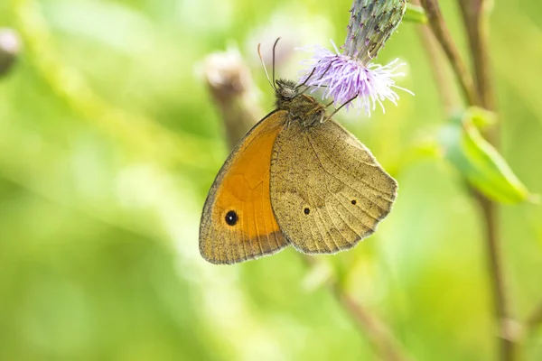 Μικρό Heath Coenonympha Pamphilus — Φωτογραφία Αρχείου