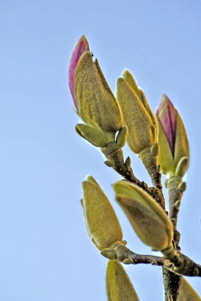 Magnolia Brota Poco Antes Florecer —  Fotos de Stock