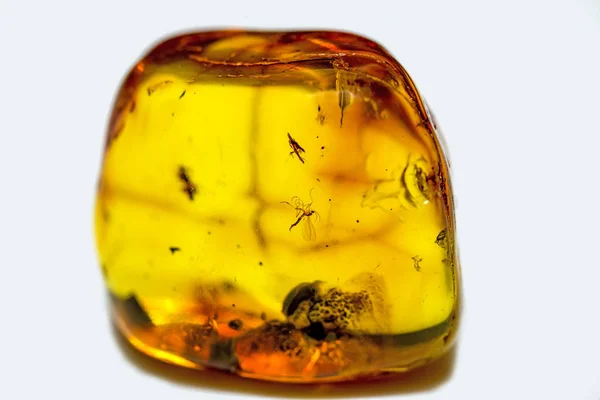 Amber Med Inbäddade Insekter Närbild Skott — Stockfoto