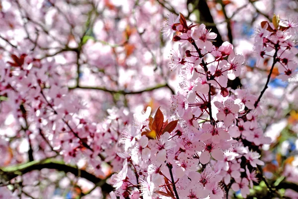 Cherry Blossom Close Tiro — Fotografia de Stock