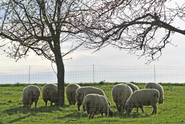 Moutons Sur Pâturage Début Printemps — Photo